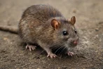 Traitement contre les rats et souris, dératisation à BRUSSEL 1160 Bruxelles